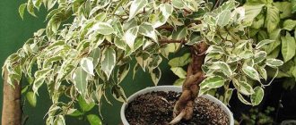 Ficus benjamina in the interior