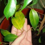 ficus benjamina leaves turn yellow