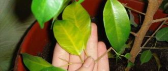 ficus benjamina leaves turn yellow