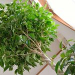 Ficus benjamina