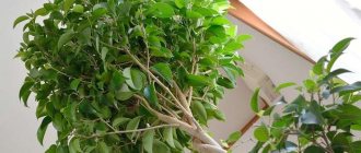 Ficus benjamina