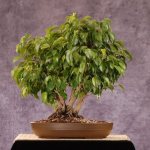 Ficus benjamina