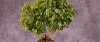 Ficus benjamina