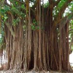 Ficus bengal