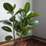 Ficus elastica is a houseplant that grows best near a window.