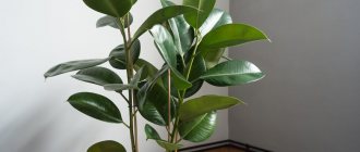 Ficus elastica is a houseplant that grows best near a window.