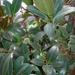 Ficus rubber Abidjan