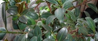 Ficus rubber Abidjan