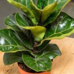 Ficus lyre-shaped - propagation and care at home