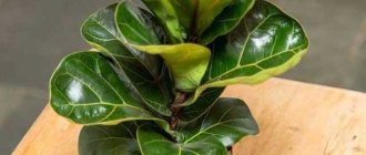 Ficus lyre-shaped - propagation and care at home