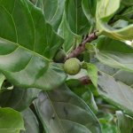 Ficus lyreformes lives on a tree in the tropics, and in a pot at home.