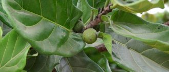 Ficus lyreformes lives on a tree in the tropics, and in a pot at home.