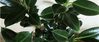 ficus melanie