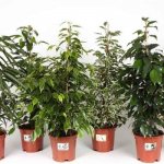 ficus care