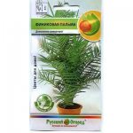 date palm care at home