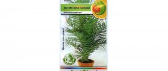 date palm care at home