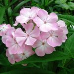 Phlox paniculata: varieties with photos and names, planting and care