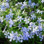 phlox subulate photo