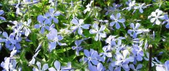 phlox subulate photo