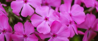 Phlox perennial