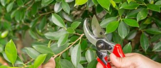 Ficus crown formation