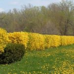 Forsythia after pruning