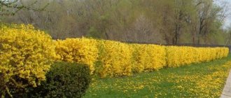 Forsythia after pruning