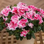 Photo of oazaleas in a pot