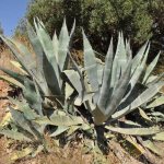 Photo of agave in nature