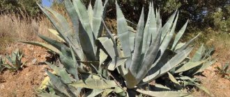 Photo of agave in nature