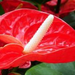 Anthurium photo