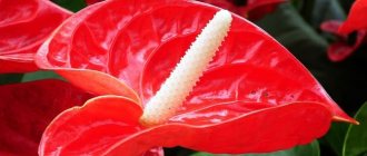 Anthurium photo