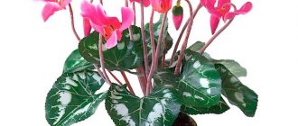 Photo of cyclamen