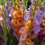 Photo of gladioli blooming