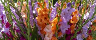 Photo of gladioli blooming