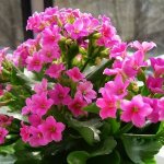 Photo of Kalanchoe flowering