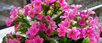 Photo of Kalanchoe flowering