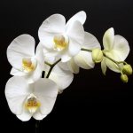 Фото цветения орхидеи