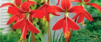 photo of flower Sprekelia Karwinskii