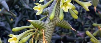 Photos of Adeniya flowers