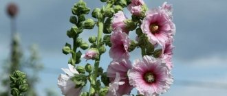 Photo of mallow flowers