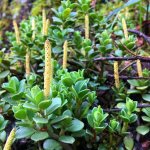 Photos of Peperomia flowers