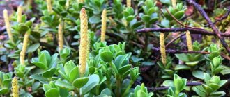 Photos of Peperomia flowers