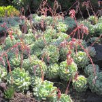 Photo of Echeveria in the botanical garden