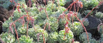 Photo of Echeveria in the botanical garden