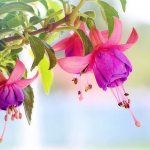 Fuchsia photo 01