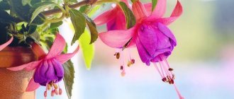 Fuchsia photo 01