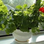 Photo of geraniums on the windowsill