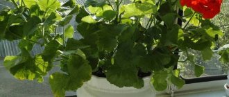 Photo of geraniums on the windowsill