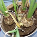 Photo of hyacinth bloomed